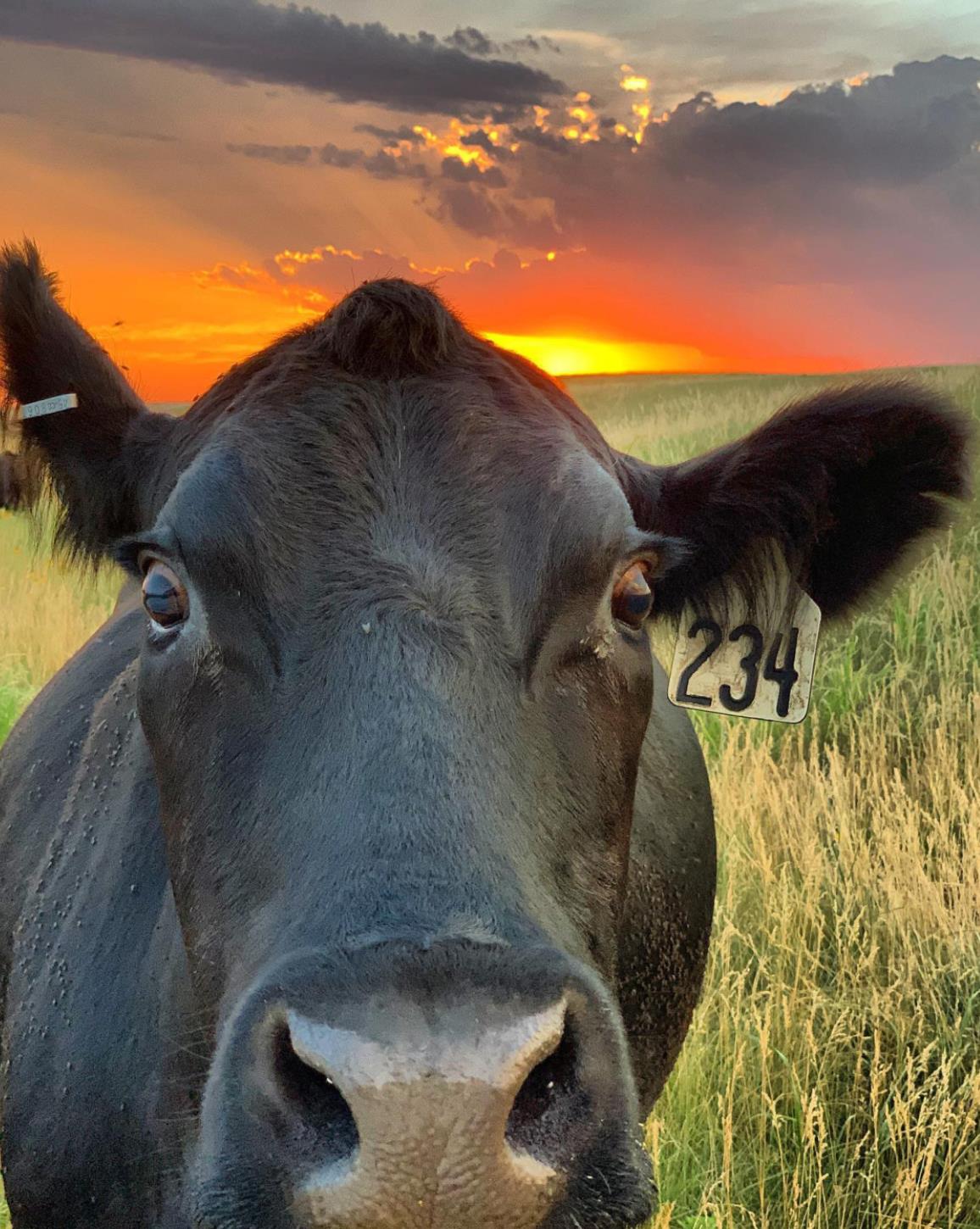 The Ranchers Blog