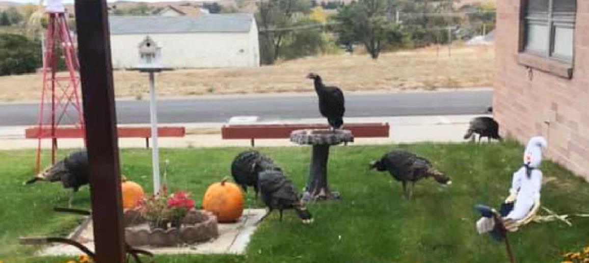 Taking advantage of the Pioneer Memorial Rest Home’s bird bath! Belinda Coble