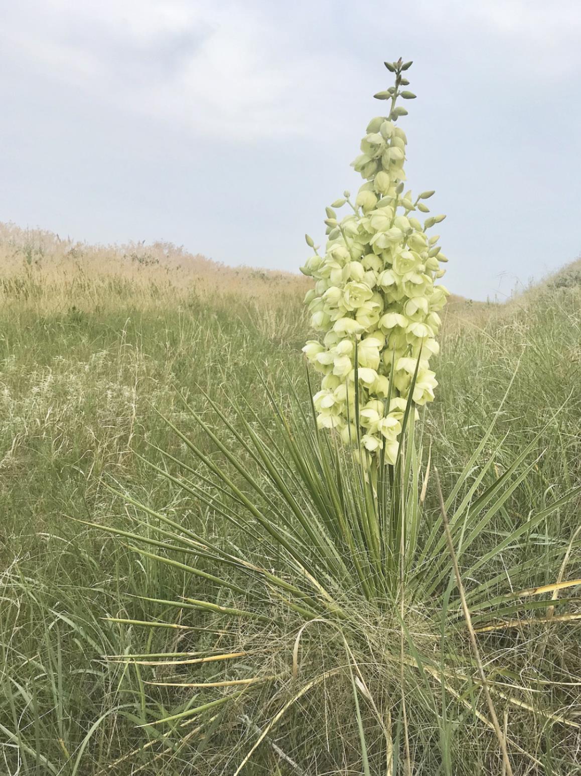 It was a great year for yuccas