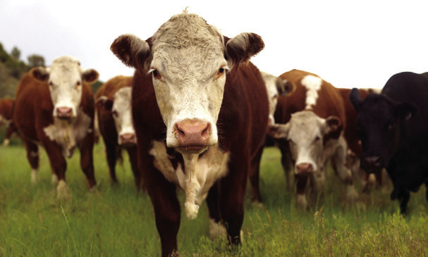 Also Known as Ranching