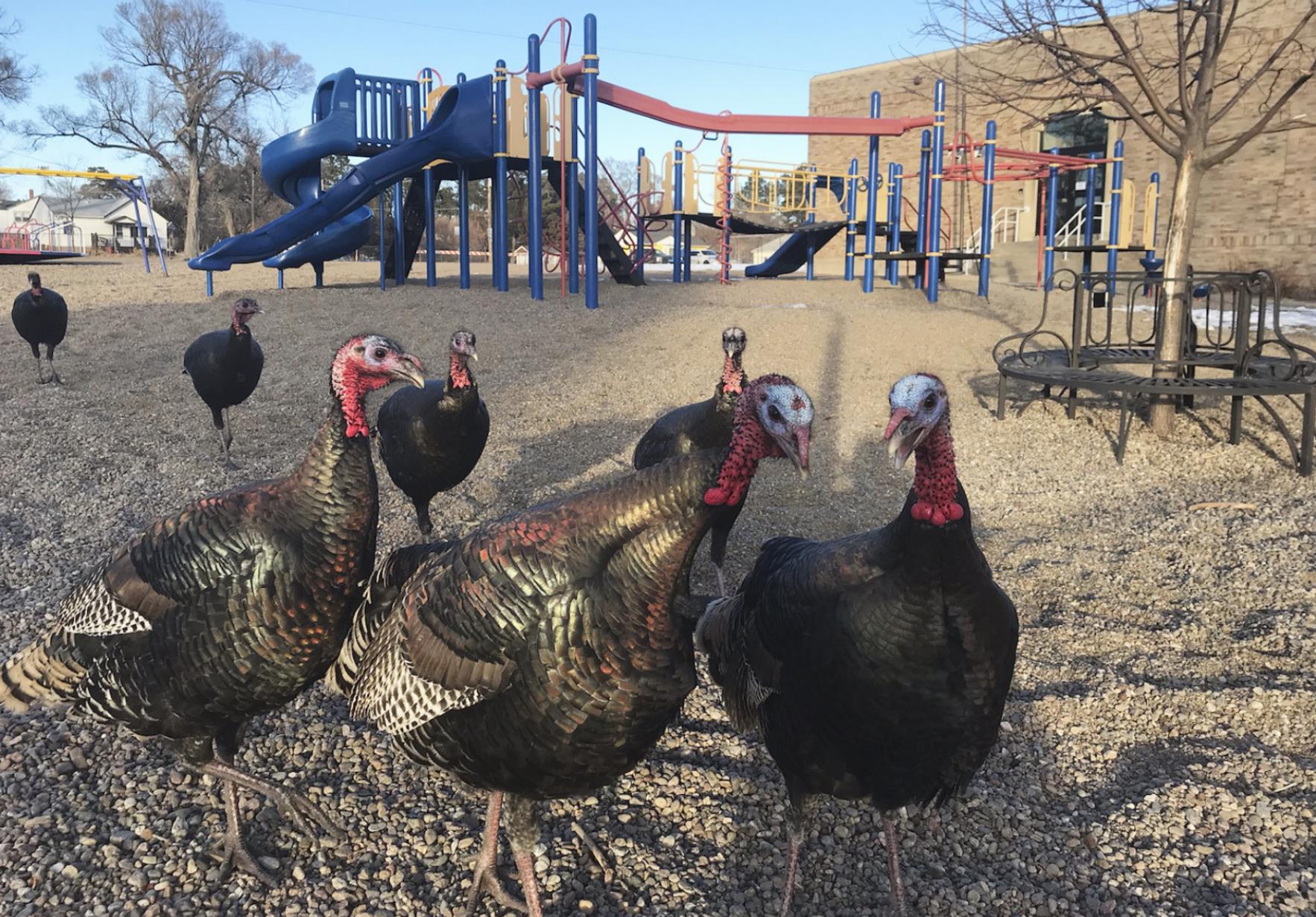 Love them, or hate them... the turkeys are everywhere!