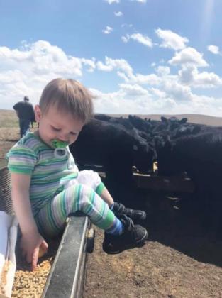 Evan Zimmerman can’t get enough of feeding cows with Grandpa Bryan Starr. Abbey Zimmerman