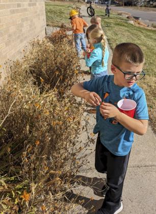 Marigold seed harvest
