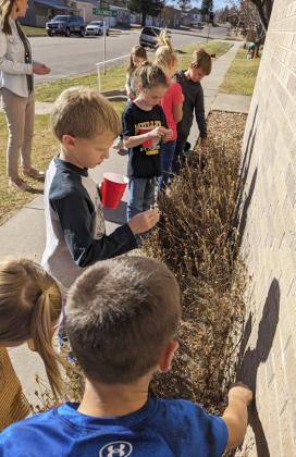 A Mullen Elementary tradition - the kindergarten and first graders recently harvested the marigold seeds at the school! Donalee Barner
