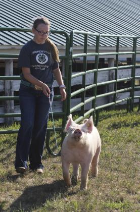 “This Little Piggy Went to the Fair”