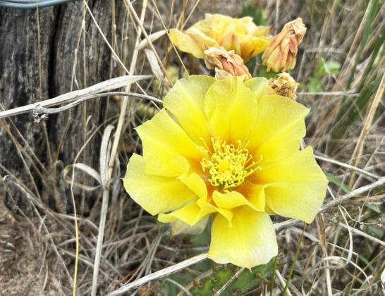 The prickly pear cacti have been showing off here in the Nebraska Sandhills! Gerri Peterson