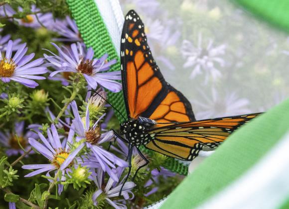 A monarch butterfly that has been fitted with a solar-powered, 0.002-ounce Bluetooth-enabled tag is released Sept. 19, 2026, at Ponca State Park as part of Project Monarch, a study that aims to better understand monarch migration. Eric Fowler, Nebraskaland Magazine/Nebraska Game and Parks Commission
