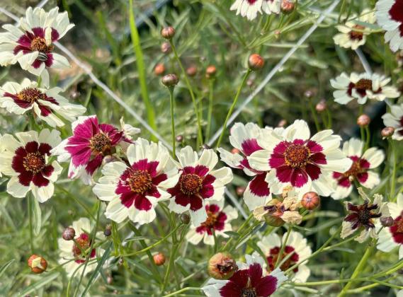 Golden Tickseed is just one of the many flower varieties Justa Bloomin’ has. Teal Peterson