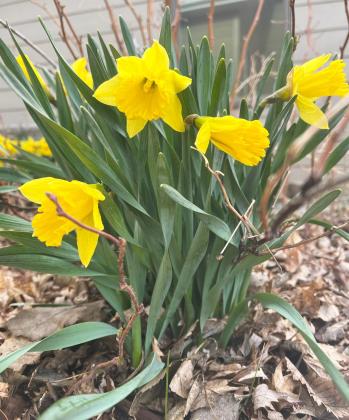 Mullen has seen nearly all categories of weather already this spring, but daffodils are resilient and provide some of the first color of the season. Gerri Peterson