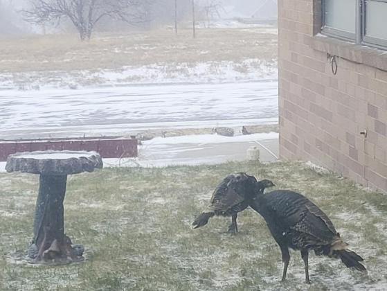 Some of our visitors looked cold last week.
