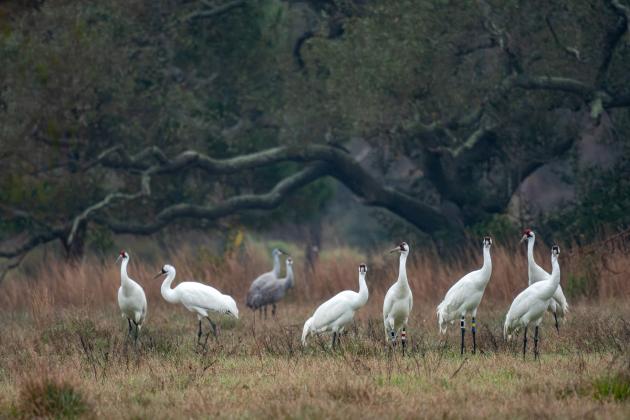 Some of the approximately 550 migrating whooping cranes have tracking devices on their legs. This group was photographed by Mike Forsberg in February 2021 at Aransas National Wildlife Refuge on the Texas gulf coast, where they spend winters. Mike Forsberg