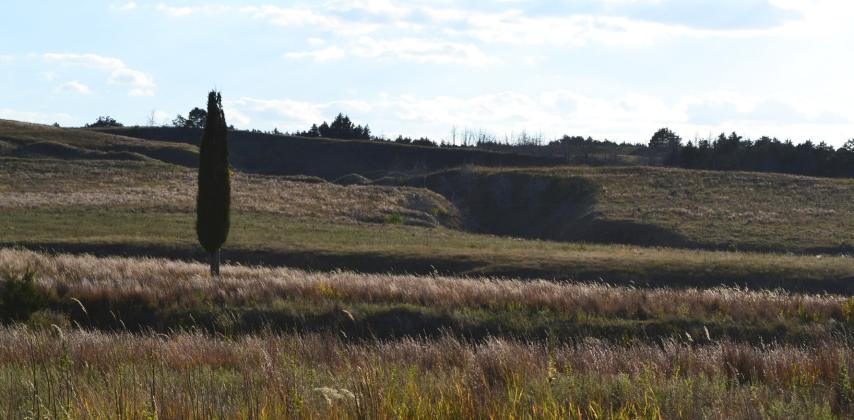 Drivers taking the backroads between Taylor and Sargent will spot dozens of strangely columnar juniper trees failing to blend in with the rest.