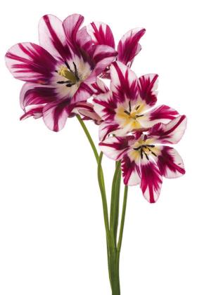 Raising amaryllis flowers at home