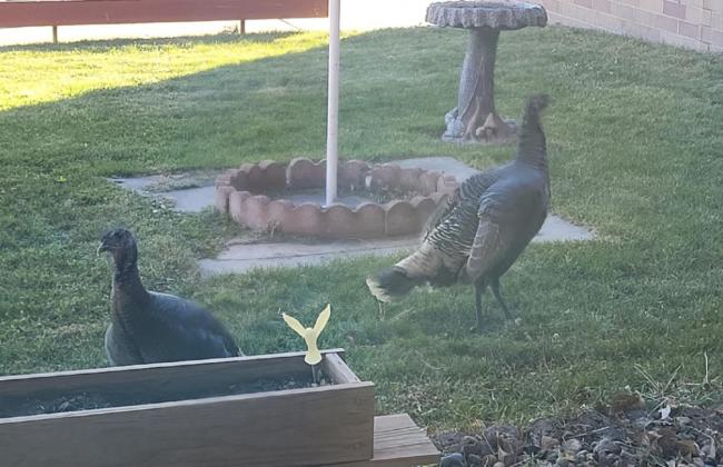 Our afternoon visitors!