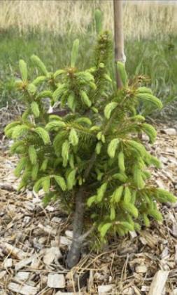Free trees available from the Upper Loup NRD