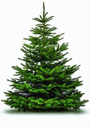 Christmas tree cutting permits for sale