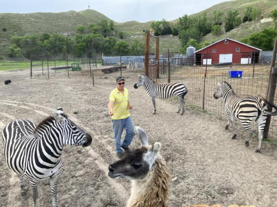 Flip Licking coaxes a zebra over for a treat while feeding the zebra herd on the land he owns outside Seneca; the creatures are a popular backdrop for weddings held on his exotic animal ranch. A nearby alpaca is also expressing interest. Cindy Lange-Kubick/Flatwater Free Press