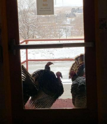 Some visitors who forgot to sign the guest book!