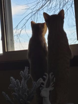 Beverly Uphoff’s kittens, Mello and Marlo, watching for Santa.