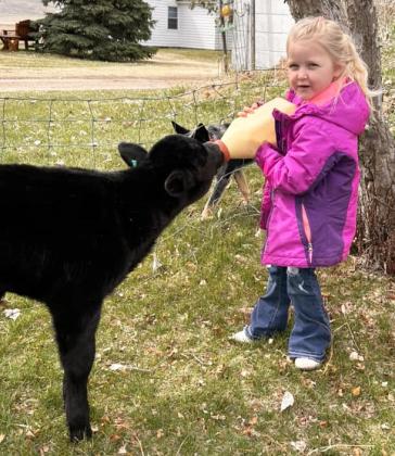 Mendy Stichka submitted this photo of her granddaughter Violet Stichka feeding her calf.
