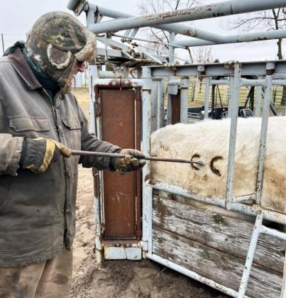 Carolee Brown submitted this photo of her dad branding a heifer.