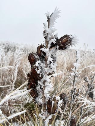 Dense fog creates a winter wonderland