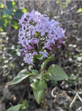 October blooming lilacs in Mullen. Heather Phillips