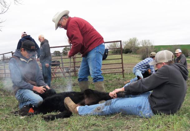 Crew members hold a calf while Bruce Treffer of Lexington applies the Treffer Ranch brand. Lori Potter