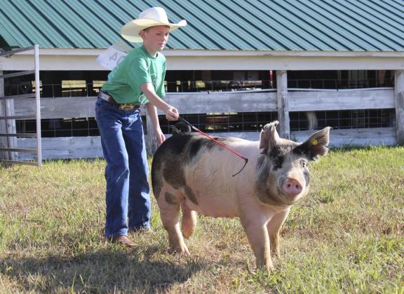 Duke Miller competing in swine during the 4-H livestock show.