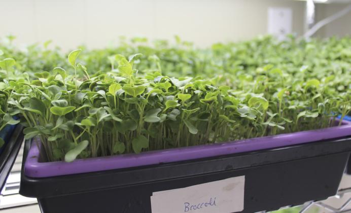 A tray of broccoli microgreens ready to harvest. Gerri Peterson