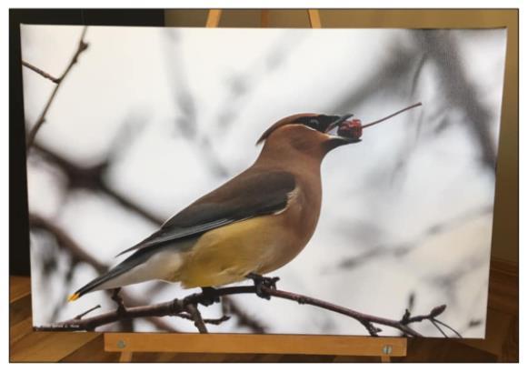 Cedar Waxwing with Crabapple, photo by Garald Horst.