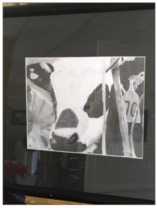 Moo Cow, pencil drawing by Gracie Hoyt.