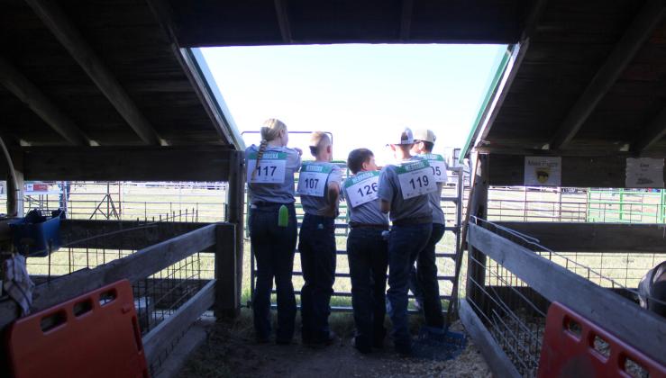 Watching the 4-H livestock show from the livestock barn, l-r: Kassidy Cheever, Duke Miller, Zach Hicks, Oakes Miller, Brandt Mundorf. Gerri Peterson
