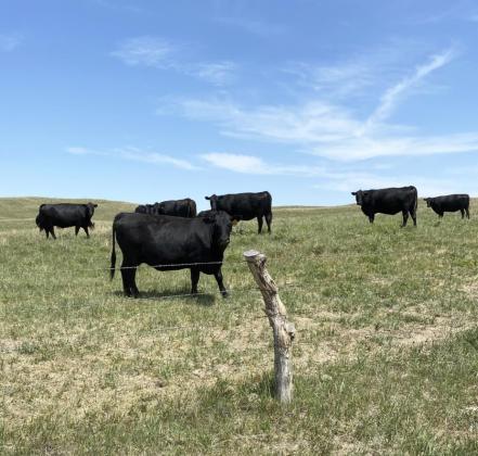 Samuel Coble will once again spend his summer on the fence line. Samuel Coble