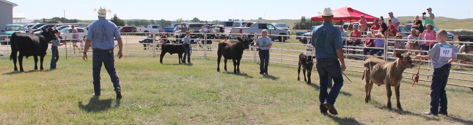 L-r: Rainne O’Brien, Marcus Lattin, Tatum Deibler, Finley Mundorf (hidden) and Duke Miller in the junior beef showmanship class.