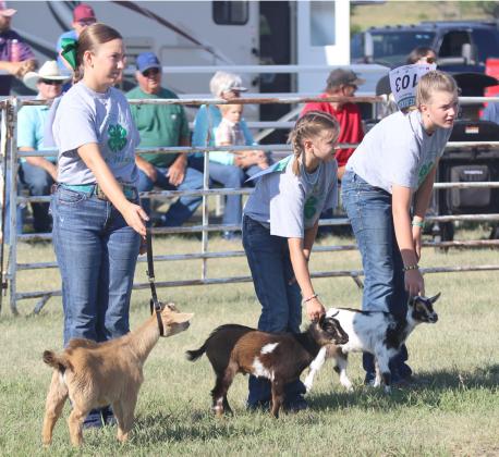 L-r: Hope Miller, Rainne O’Brien and Adelyn O’Brien show their breeding goat kids under 1 year old. Gerri Peterson