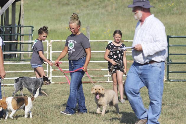 Judge Kris Ganoung walks around the show ring as Open Class showman Emma Nordahl and 4-H members Riley Hegland and Audrabell Werth show their dogs last Monday. Gerri Peterson