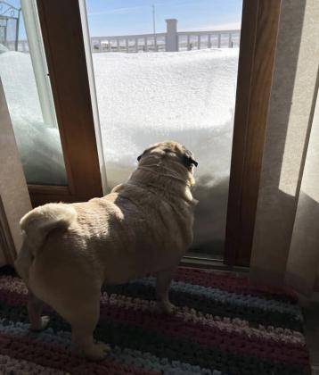 Belinda Coble said Lily couldn’t get through the drift, so she started eating it instead.