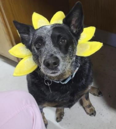 Cricket enjoyed Easter as well.
