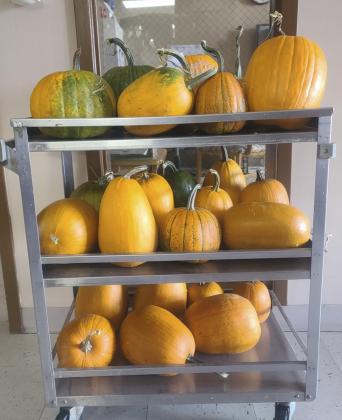 Pumpkins donated from Kristina Blackford and family! Oh what will we do with them? Thank you, we appreciate your thoughtfulness.