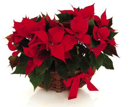 Easy poinsettia home care tips