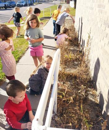 The Mullen kindergarten and 1st graders harvested marigold seeds last week in front of Mullen Elementary. Leanne DeKay