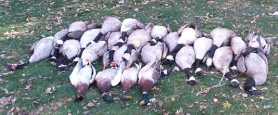 Tom Witt’s daughter, two sons-in-law and a friend shot 22 geese and 4 mallards on Nov. 13, 2020, near the Middle Loup River Ranch Guest House east of Thedford.