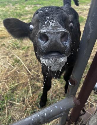 Ashlyn Simonson submitted this photo of milk-crazed bottle calf Eddie!