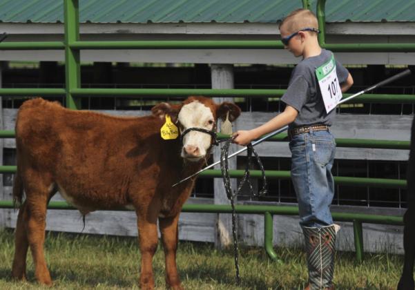 Oakes Miller showing his bucket calf at the 4-H Livestock Show. Gerri Peterson