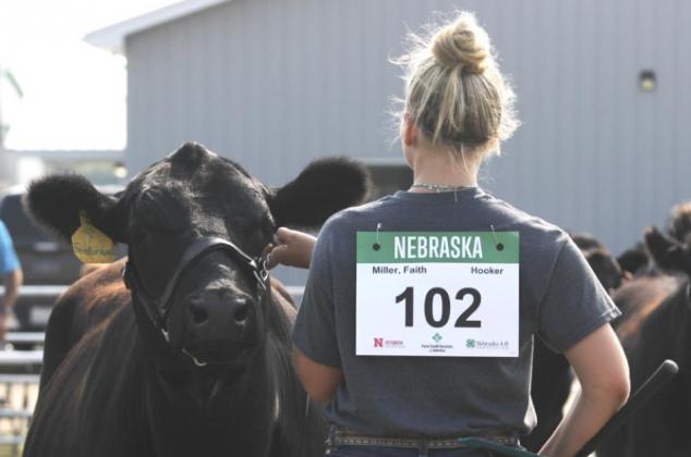 Faith Miller and Ferdinand - 4-H Livestock Show.