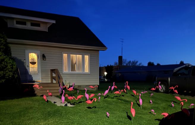 Rare flamingo species spotted