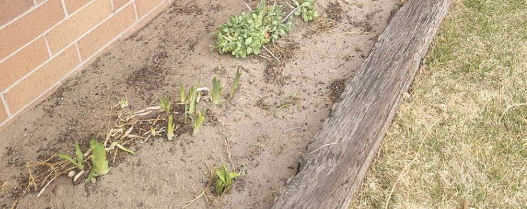 Part of our flower bed all cleaned up.