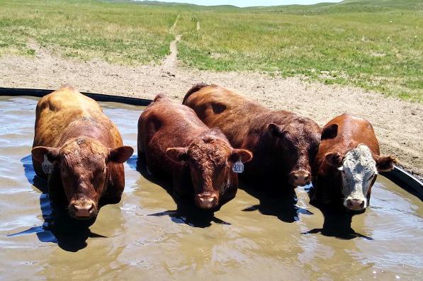 Congratulations to Sheila Shavlik for winning the Tribune’s annual Beef Issue photo contest with this photo of what she called, “Redneck Hot Tub.” Sheila received a free year subscription to the Tribune. Thank you to everyone who contributed in any way to this year’s Beef Issue!