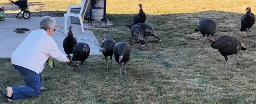 Cecilia Hayward is one of several residents who the turkeys can count on for a hand out. Neal Hayward